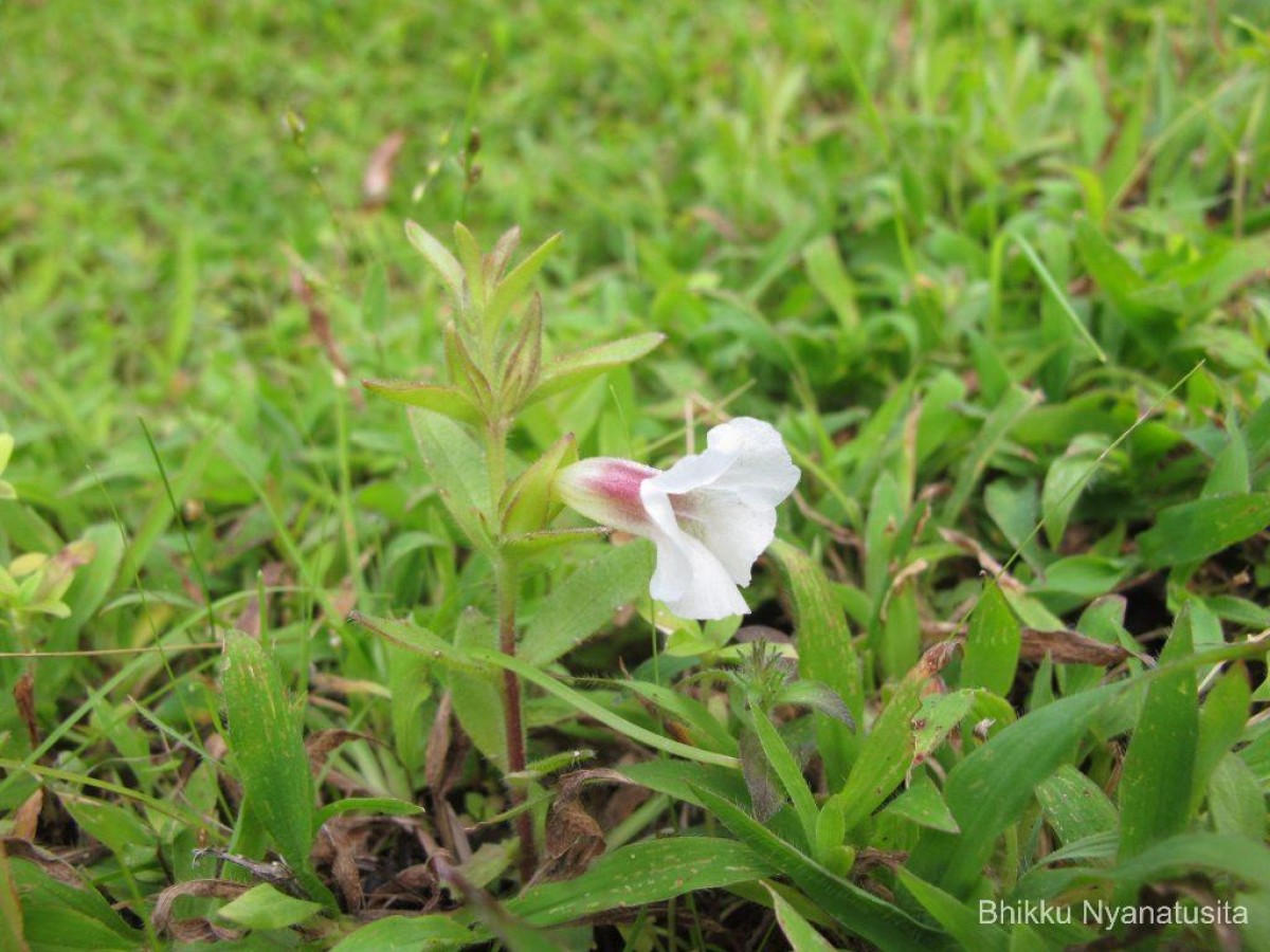 Centranthera indica (L.) Gamble